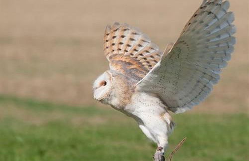 Falcons Nest - Foto 4