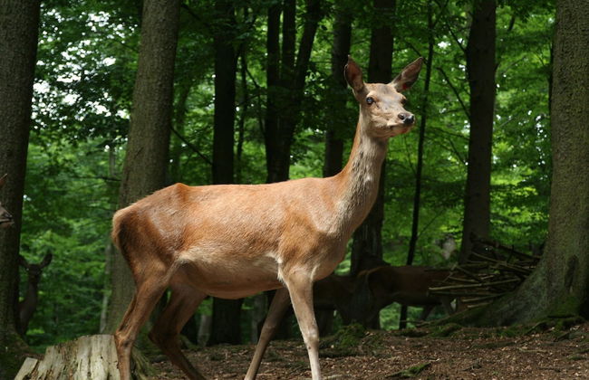 Bungalow Near Eifel Ski Lift - Foto 36