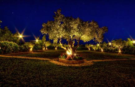 Agroktima Elia - Foto 44