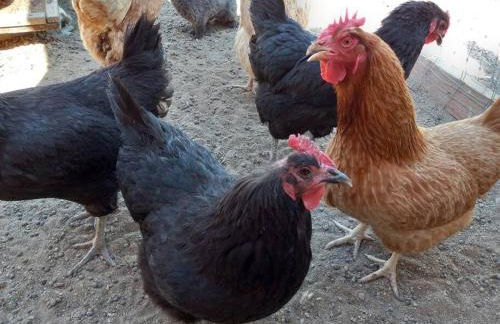 The Goulding Cottage and farm - 4 beds, 3 baths - Foto 3