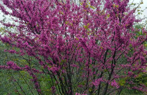 Luxury Casale Sabina Valley - Foto 7