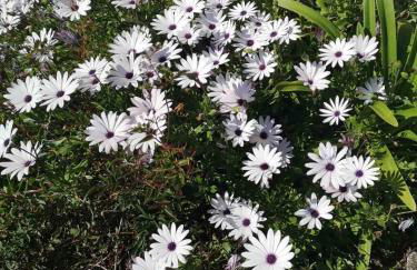 Dream House - Foto 22