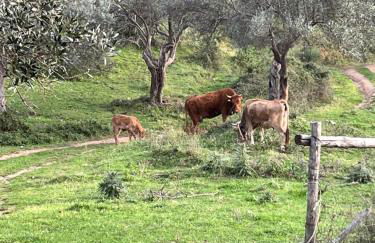 Agriturismo Serre - Foto 12