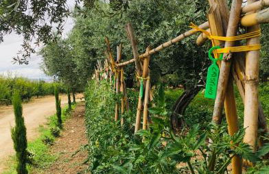 Az. Agr. Parco dei Buoi - Foto 15