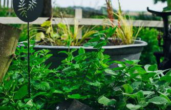 Ferienhaus Erbse - Foto 16