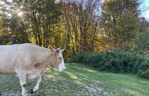 La casa nel bosco-Val Granara guesthouse - Foto 11