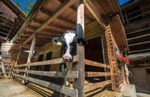 Agriturismo Maso Runch - Foto 7