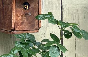 GITE COCOTTE - Foto 16