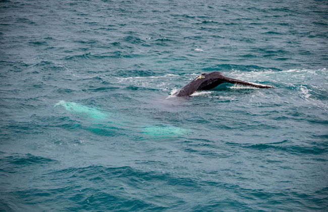 Árskógssandur Whale Watching - Photo 6