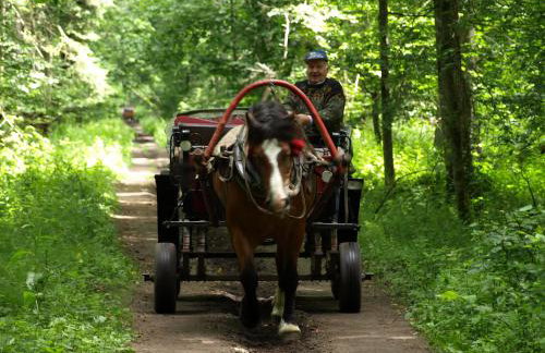 Kwiatowa Zagroda - Foto 13