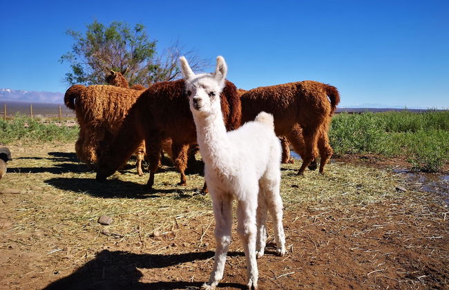 Complejo Río los Patos - Cabañas y Hostel - Photo 49