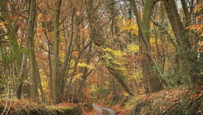 Charming Country Cottage with Lovely Views - Foto 5