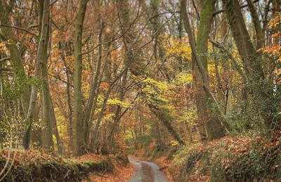 Charming Country Cottage with Lovely Views - Foto 5