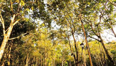 Chalé da Mata - Foto 3