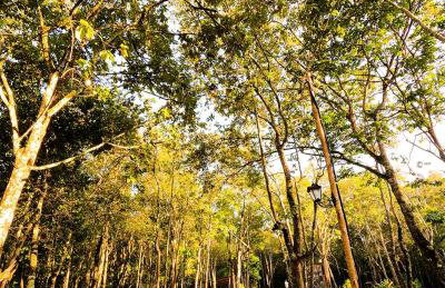 Chalé da Mata - Foto 3