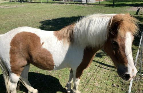 de ole Kohstall - Foto 6