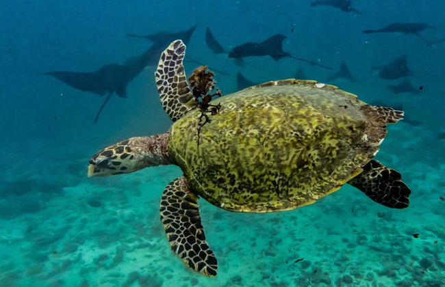 Tahiti Power Snorkelling - Photo 6