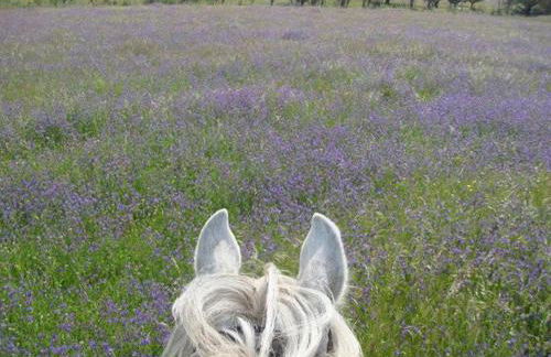 Monte dos Aroeirais - Foto 18