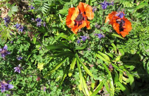 Sweet Briars - Foto 19