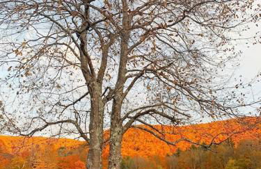 Historic Renovated Barn at Boorn Brook Farm - Manchester Vermont - Photo 34