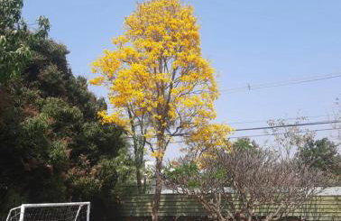 Villa Verde casa espaçosa com piscina e área verde no Lago Norte Brasilia - Foto 21