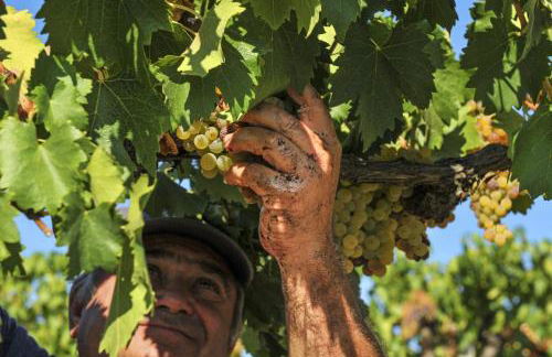 Agriturismo Cesani - Foto 44