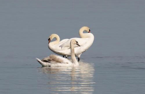 Ferienhaus Am Felde - Foto 33