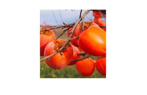 MUSEO GAR-AgriHotel - Foto 38