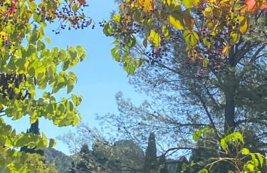 Mas de la Cadenière - Foto 17