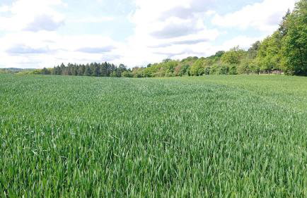 Schöne EinliegerWhg (74m²) in Villa mit Traumlage - Foto 54