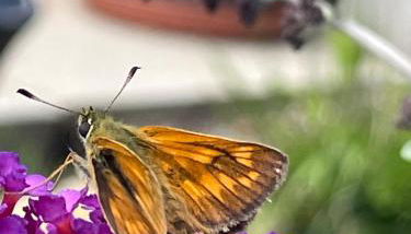Ferienwohnung Aussicht, Monheimer Alb, Altmühltal - Foto 3