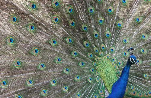 Gîtes à l'ombre des chênes - Foto 44