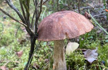 Domek pod lasem w miejscowości Rozogi- Mazury - Foto 13