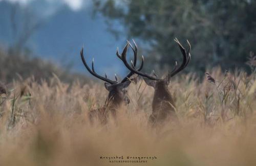 Żurawie gniazdo, elegancki zakątek w Puszczy Białowieskiej - Foto 40