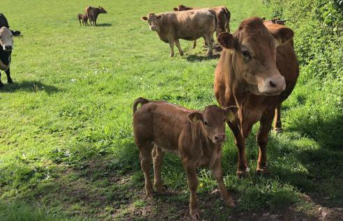 Betula Views - Photo 25