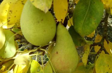 Casa Rural Aborigen Bimbache - Foto 47