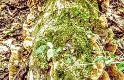 Cozy Wood Shed Tiny House Near Old Hickory Lake w/ Full Kitchen, Fire Pit & Breakfast - Foto 50