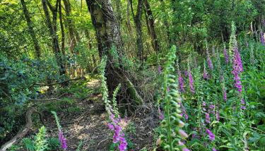 Postwood Gardens Balmoral Country Cabin - Foto 3