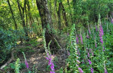Postwood Gardens Balmoral Country Cabin - Photo 3