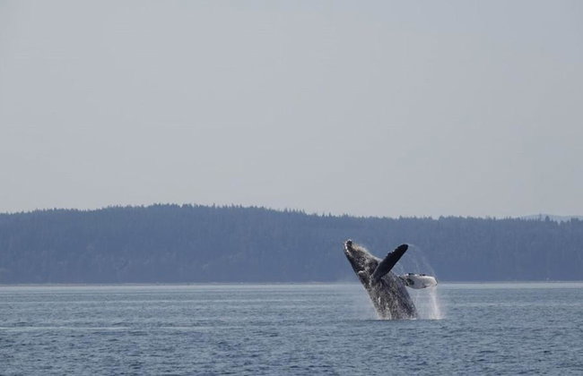 4 Hour Whale and Wildlife Boat Tour - Foto 4