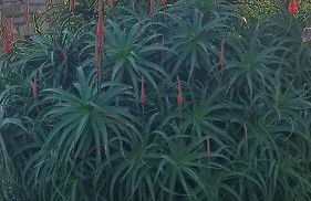 Nordés Casa rural en Lastres entre mar y montaña - Foto 17