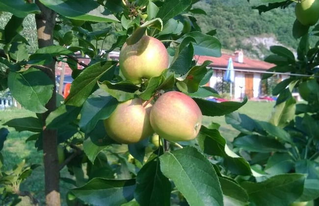 Agriturismo Trefrutti - Foto 39