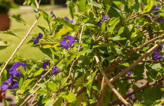 House Sopo - Foto 36