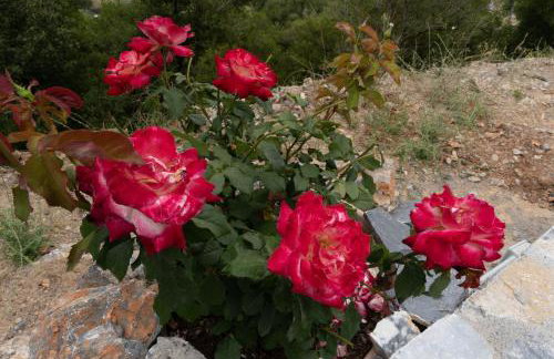 Dictamus Homes - Foto 42