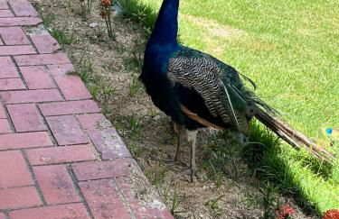 Casa em Garanhuns - Fazenda Bela Vista - Foto 37