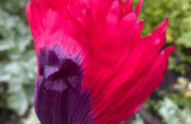 SWEET SONOMA SPYGLASS with Sauna - Foto 28