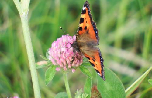 Schlei Idyll - Foto 64