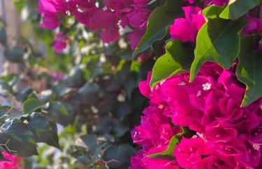 Daniela Apartments - Photo 12