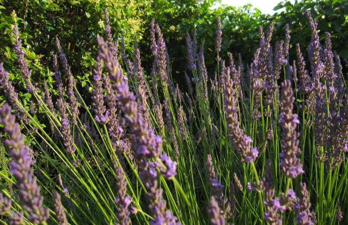 Holiday house with a swimming pool Hreljin, Kraljevica - 14813 - Foto 11