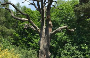 Ferienhaus Kirchturmblick bei Quedlinburg - Foto 5